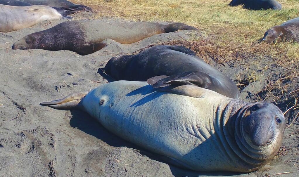 Elephant-Seals-Big-Sur- California-attractions.jpg